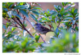 White-throatedSparrow.7061.jpg