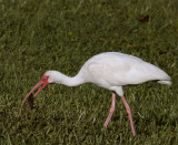 Ibis with fish.jpg