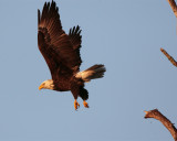 Eagle taking off from branch.jpg