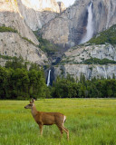 Deer Under Yosemite Falls.jpg