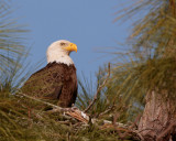 Bald Eagle in the Nest 2.jpg