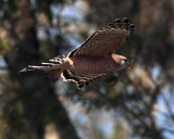Red Shoulder Hawk Flying with Nesting Material.jpg