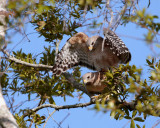 Circle B Red Shoulder Hawks Mating 2.jpg