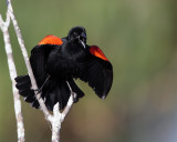 Circle B Redwing Blackbird calling wide.jpg