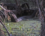 Otter on Alligator Alley 2.jpg