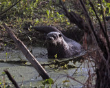 Otter on Alligator Alley 4.jpg