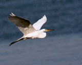Egret in Flight over Lake Hancock_filtered.jpg