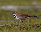 Kildeer closeup.jpg