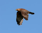 Circle B Red Shoulder Hawk near Eagle Roost.jpg