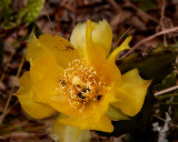 Yellow Flower with Insects.jpg