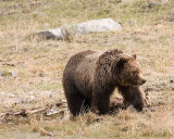 Grizzly on a Carcass by the Pond 2.jpg