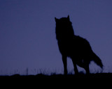 Wolf Silhouette.jpg