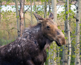 Moose at Ox Bow Bend.jpg
