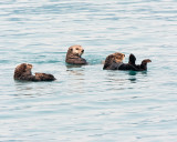 Three Sea Otters in Prince William Sound.jpg