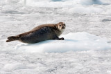 Seal on the ice.jpg