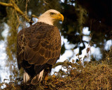 Bald Eagle in the Tree Above My Car.jpg