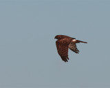 Northern Harrier at Fellsmere Wings Down.jpg