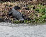 Gator at the Fellsmere Wetlands.jpg