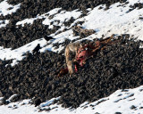 Coyotes on an Elk Carcass.jpg