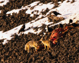 Coyotes on an Elk Carcass 2.jpg