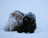Bison Laying in the Snow.jpg