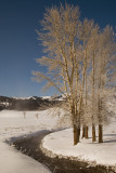 Trees on the Lamar.jpg