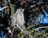 Great Horned Owl.jpg