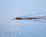 Muskrat at Grand Teton.jpg