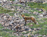 Fox on the Hillside.jpg