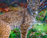 Lynx Closeup.jpg