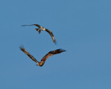 eagle and osprey.jpg