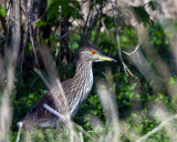 Juvenile NIght Heron in the Bushes.jpg