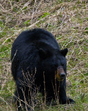 Black Bear vertical.jpg