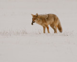 Coyote Eating Vole.jpg