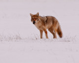 Coyote Eating Vole 2.jpg