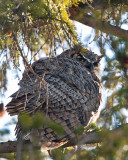 Great Horned Owl Male at Mammoth Visitors Center.jpg