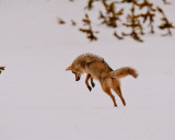 Coyote Hunting Vole Near Canyon Junction.jpg