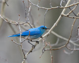 Mountain Bluebird on the Two Oceans Lake Trail in Grand Teton.jpg