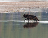 Black Canyon Pack Alpha in Alum Creek with Reflection.jpg