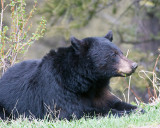 Black Bear at Hellroaring Picnic Area Recumbant.jpg