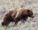 Cinnamon Black Bear with Tongue Out.jpg