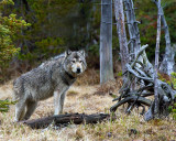 Grey Wolf Profile at North Twin Lake.jpg