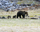 grizzly Sow with Two Cubs at Grizzly Lake Walking.jpg