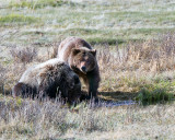 Grizzly Sow with Two Year Old Cub at Blacktail Ponds.jpg