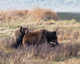 Grizzly Cub with Head on Moms Back at Blacktail Ponds.jpg