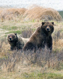 Grizzly Sow with Two Year Old Cub at Blacktail Ponds Facing Front.jpg