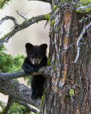 Black Bear Cub in a Tree Near Calcite Springs.jpg