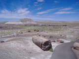 Petrified Forest National Park & Painted Desert