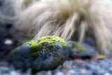 become enlightened by a simple mossy rock - peace to all
