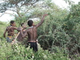Hadzabe picking fruit afer hunting